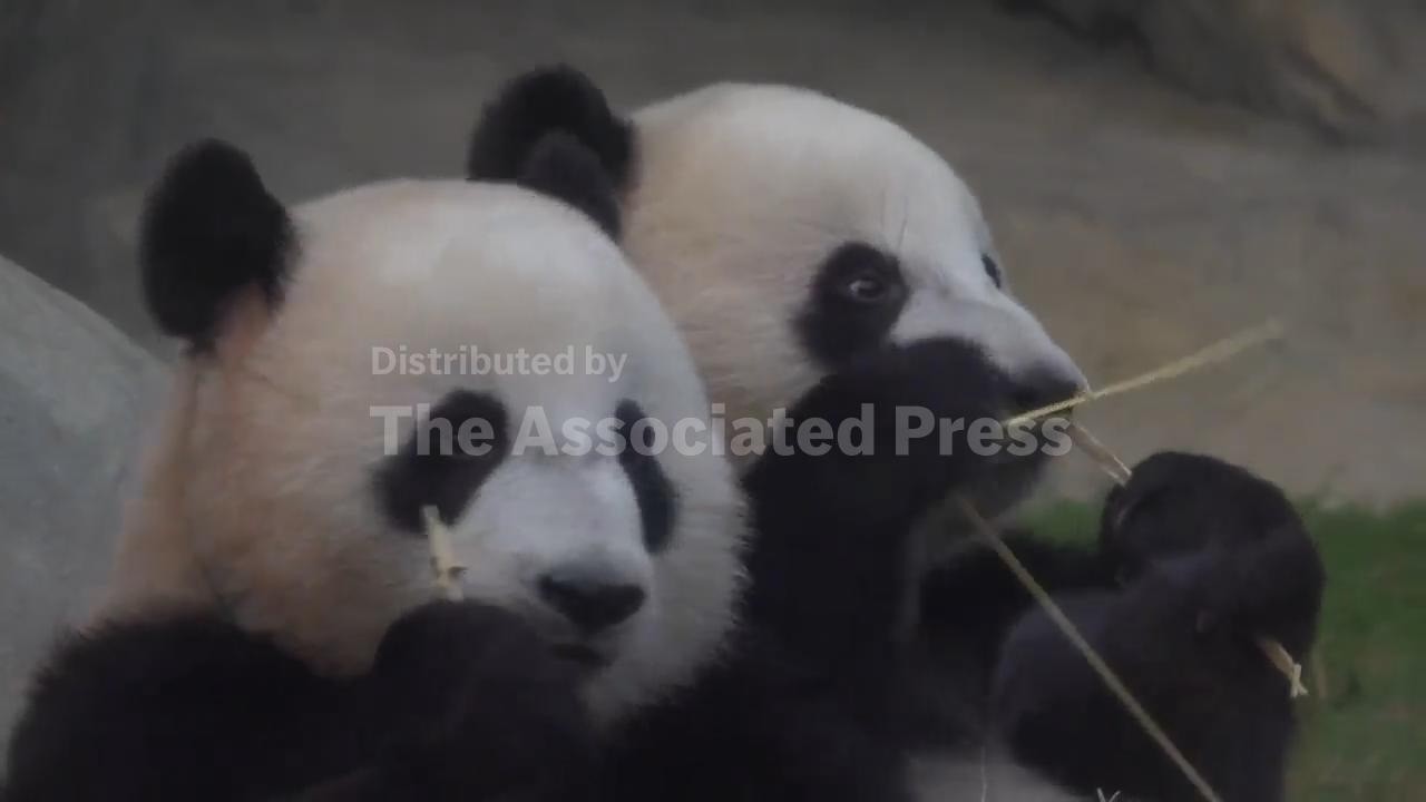 遊遊熊猫 Panda birthdays at Hong Kong Zoo - YouTube