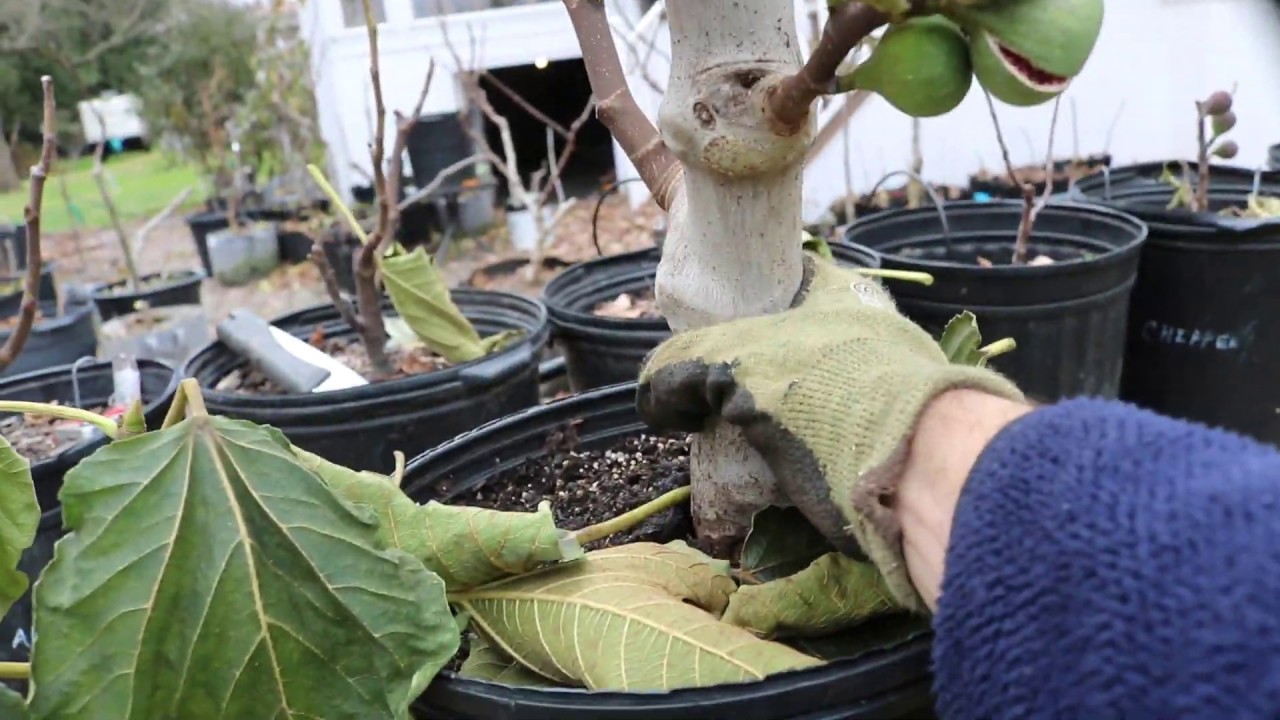 Последний из воздушных отводков: удаление и пересадка в горшки