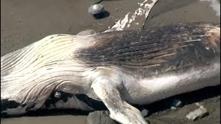 Whale carcass washes up on Mass. beach for 2nd time
