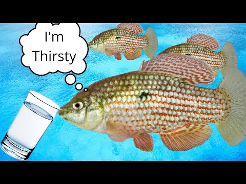 Do Fish Get