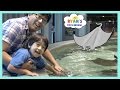 Stingray Feeding for Kids at the Aquarium!