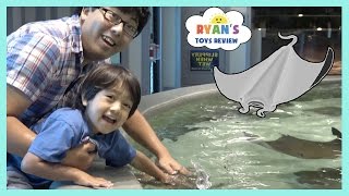 Stingray Feeding for Kids at the Aquarium!