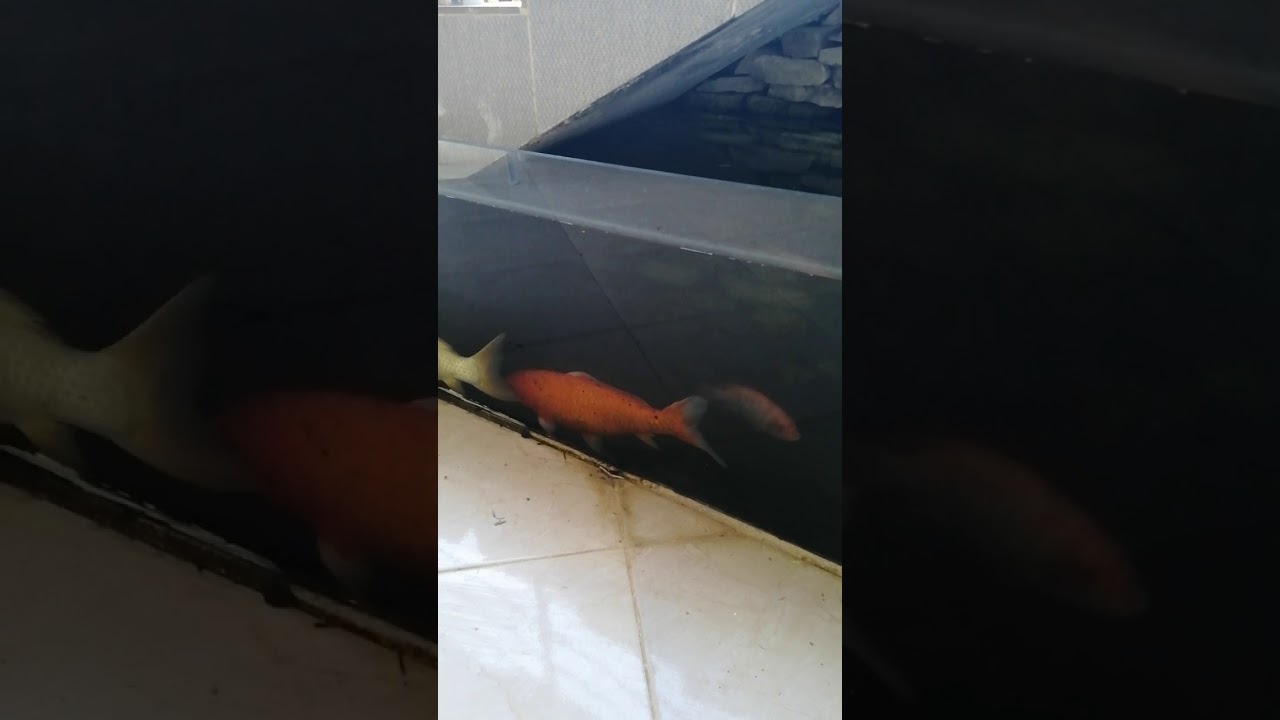 Carpas koi gigantes saludables !!!✌️😁