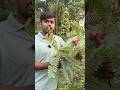 Red bok Ful #farming #allindiadelivery #agriculture #gardening #plantnursery