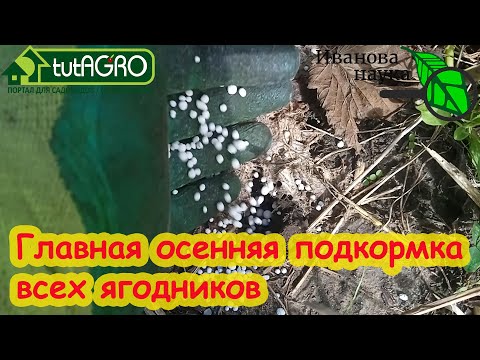 ГЛАВНАЯ ОСЕННЯЯ ПОДКОРМКА ВСЕХ ЯГОДНИКОВ: от смородины до клубники.