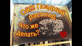 ПОЗДНИЙ РАСПЛОД. ЧТО Я ДЕЛАЮ?  ЛЕТКИ. УТЕПЛЕНИЕ.  КЛЕЩИ. ЗАКЛЮЧИТЕЛЬНЫЙ ОСМОТР.