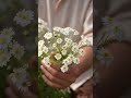 Feverfew Seeds, Both flowers and Herb,