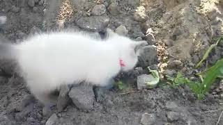 Британские котята Британские котята