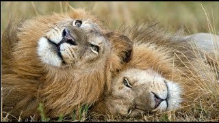 The Secret Life of Lions | Wildlife Documentary