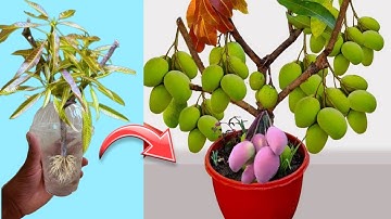 SUPER TECHNIQUE for using aloe vera to propagate mango trees extremely quickly and effectively