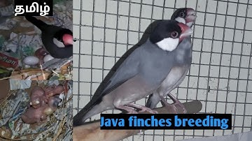Java finches breeding and caring in tamil...
