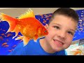 Calebs first pet buying a fish at petsmart family fun day with mom  dad