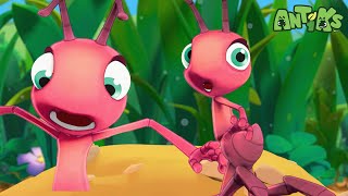 Petrol Heads| 😄🐜| Antiks Adventures - Joey and Boo's Playtime by Antiks Adventures - Joey and Boo's Playtime 69,697 views 1 month ago 46 minutes