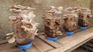 Easy  Simple  Method to grow mushrooms for your family