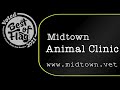 Midtown animal clinic has been voted best of flag 2021