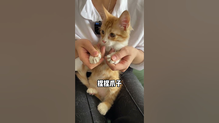 欺负越多,长大越听话! #新手养猫 #科学养猫攻略 #养猫知识 #猫咬人 #猫不让抱