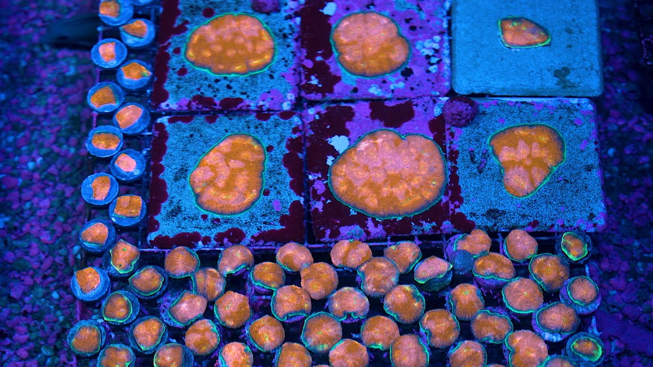 Stock Spotlight: ECC Hypershock Acan Echinata Frag