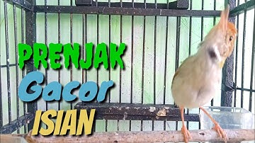 PRENJAK Gacor Full Isian Menyapa Prenjak Bahan Langsung Nyaut @ TOMAN. net