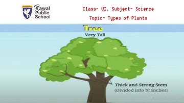 Class- VI, Subject- Science, Topic- Types of Plants, Rawal Public School