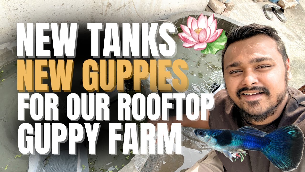 New Guppies, New Tanks for my Rooftop Guppy Farm | Breeding Guppies
