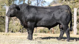 Lot 65 Bla21S190 Knowla 2023