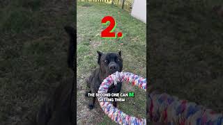 Cane Corso Drop It Trick: Unleash the Shut Off Switch! #canecorso #dogtraining #trending