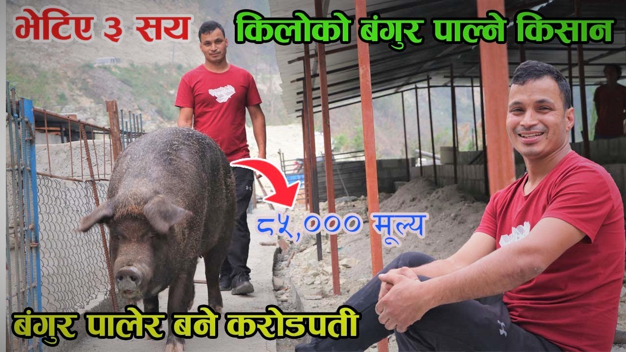 ‘क्षत्रीको छोराले बंगुर पाल्दा मलाइ सबैले पागल भने’ गौरब भन्छन्,‘यो मर्छ अब समेत भने’ │Nepal Chitra