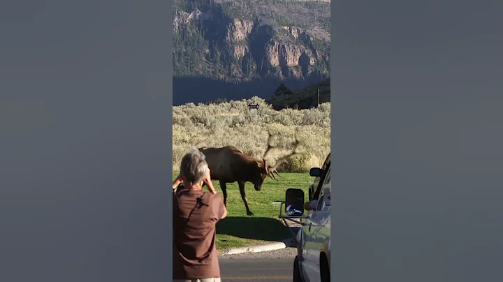 More Yellowstone Bull Elk Bashing Cars!