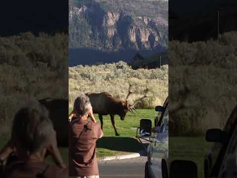 More Yellowstone Bull Elk Bashing Cars!