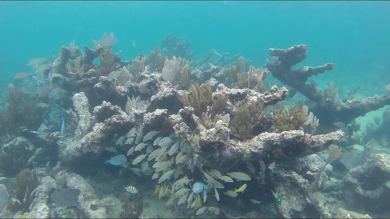 Large Schools of Fish - Snorkeling Riviera Maya Mexico - March 2015