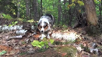 Squally bounding through the woods