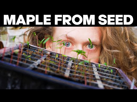 Video: Esdoornsaad: hoe om tuis te groei?