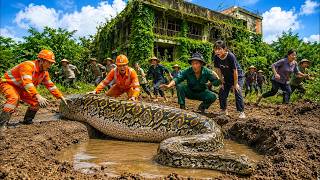 Time Lapse: Catching a Massive Golden Python Hidden Inside an Abandoned House—Village Rescue Begins!