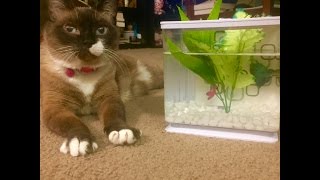 Download Lagu Snowshoe Siamese and Betta Fish | @ChicaTheSiamese Download Lagu Snowshoe Siamese and Betta Fish | @ChicaTheSiamese