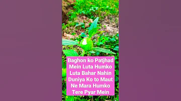 baghon Ki Har Phool Ko apna samjhe bagban song with shayari natural background