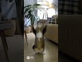 POV: My Cat Dances Alone at 3AM 😂💃