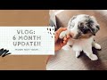 Australian Shepherd Blue Merle Puppy - 6 Month Growth Update!