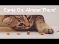 5cm Short Legs Kitten Challenge, Cat Mom Reaction! - Day 55 @ Baby Kittens Day 1 to Day 100 Vlogs