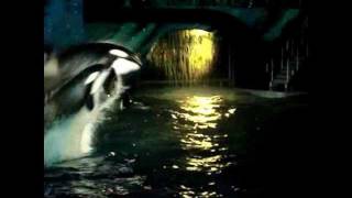 SeaWorld Shamu Christmas 2011