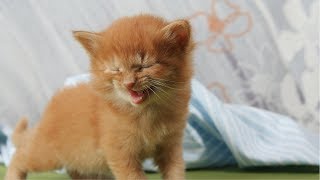 😂 Funny Talking Cats 😸 Compilation #2 by Funny Creatures 525 views 4 years ago 11 minutes, 45 seconds