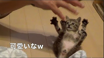 猫 かわいい 癒しまとめ Youtube 猫 かわいい 癒しまとめ Youtube