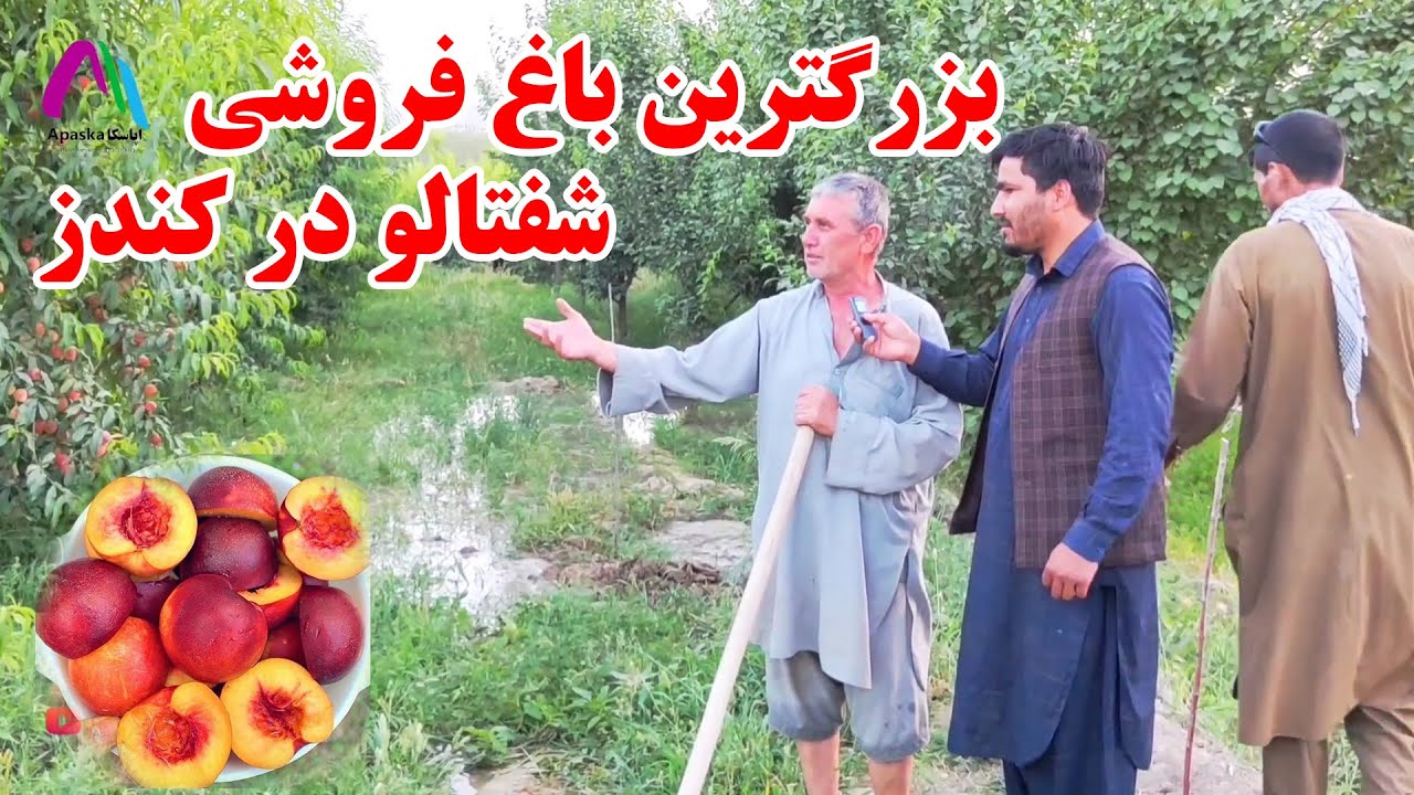 بزرگترین باغ فروشی شفتالو در ولایت کندز | فروش میوه های این باغ | کندز و فصل میوه جات | اپاسکا