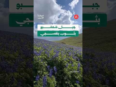 زهر اللافندر يغطي جبل شحشبو في ريف إدلب