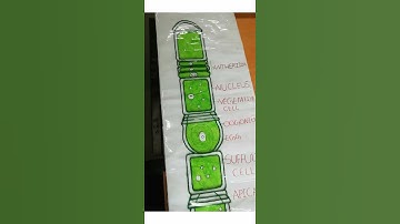 Oedogoinium algae (Thallus structure)