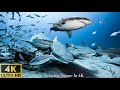 4K Animal World: The Colors of the Ocean 4K ULTRA HD - Relaxation &amp; Calming Music