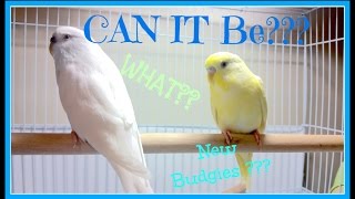 Major Budgie Update! by AllAboutBudgies 5,107 views 8 years ago 4 minutes, 59 seconds