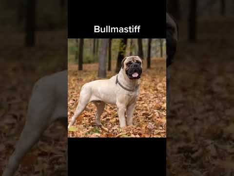 Video: Las 15 mejores razas de perros