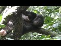 Wild Bonobo's Napping!