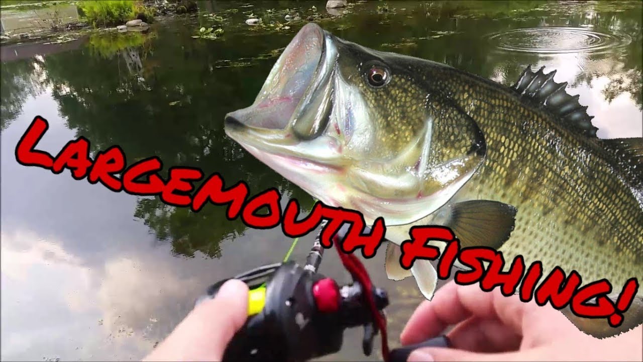 Pond Fishing For Largemouth Bass - YouTube