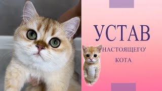 Эти правила должен соблюдать кот!